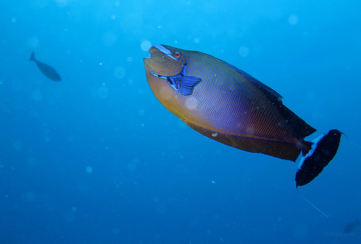 IMG_1252rf_Maldives_Madoogali_Plongee 13_Maaya thila_Nason zebre_Naso vlamingi.jpg